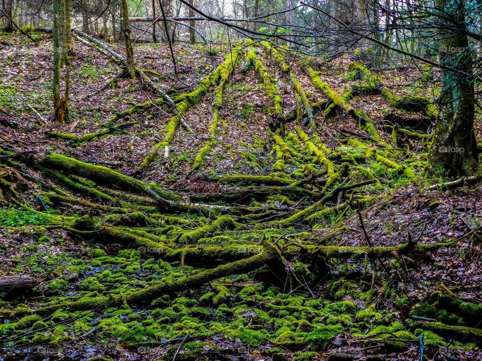 fallen trees In the forest