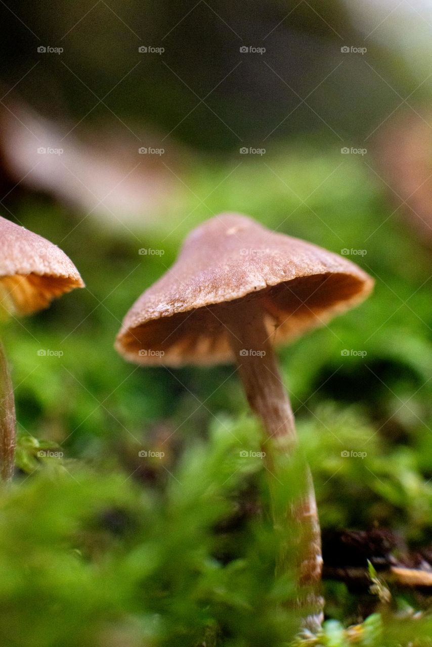 Little mushroom in the forest 