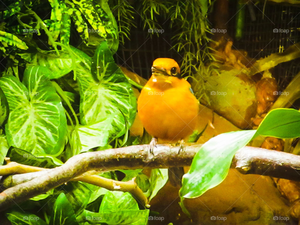 Bird Looking at Onlookers