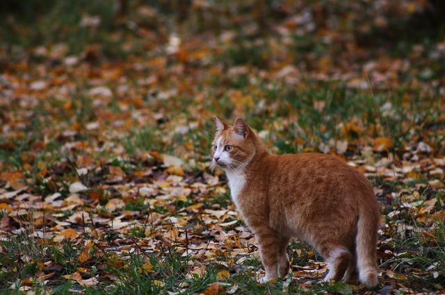 Red cat