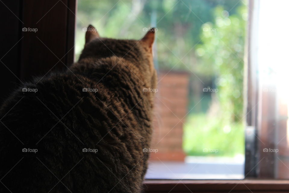 cat watching through the window