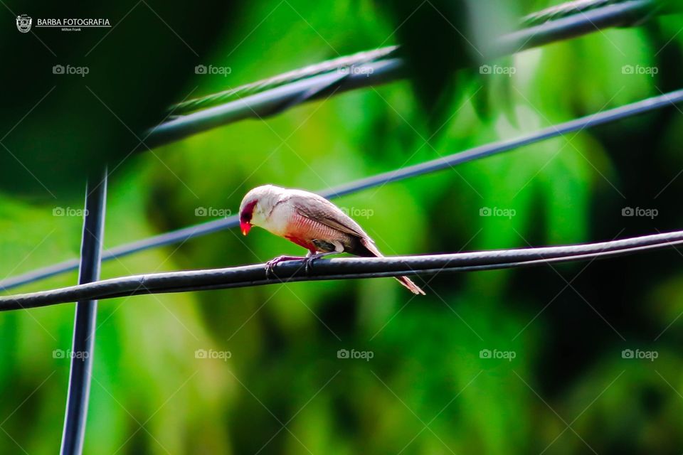 Little beak red bird 