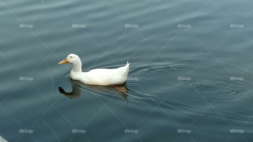 Bird, Water, Lake, Pool, Waterfowl