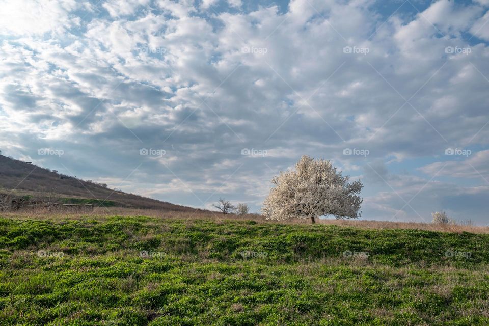 Colors of Spring, Spring Landscape, Bulgaria