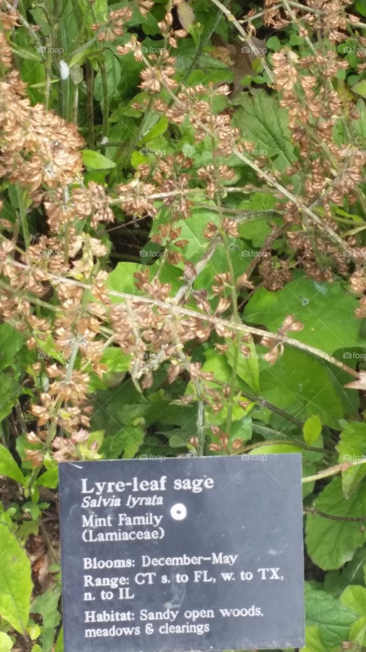 lyre-leaf sage