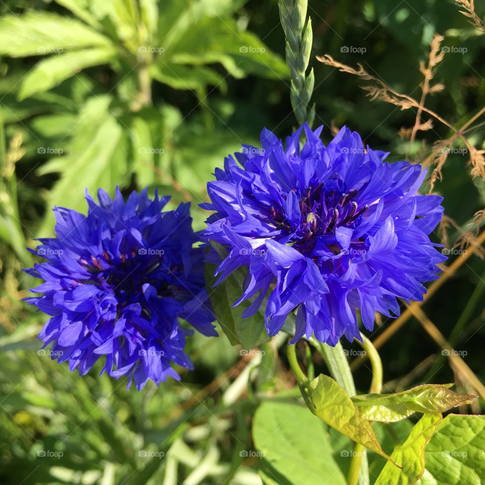 Blue corn flowers