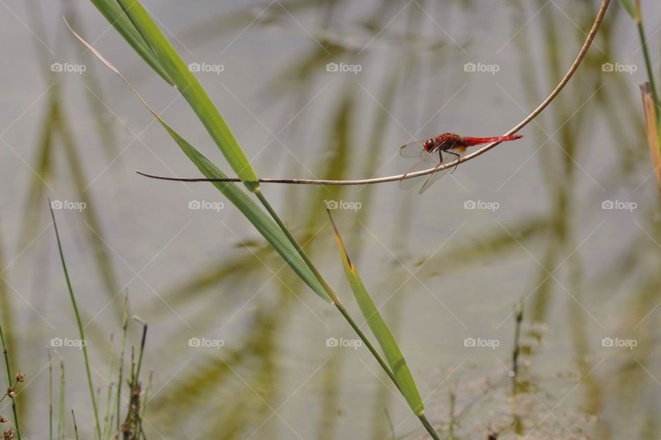 Red Dragonfly