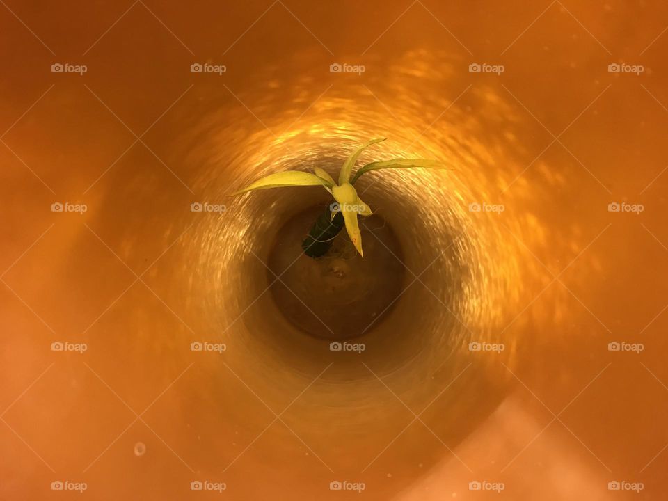 A green poem created by bamboo leaves and soft evening light. The story of growth and insatiable thirst for light.