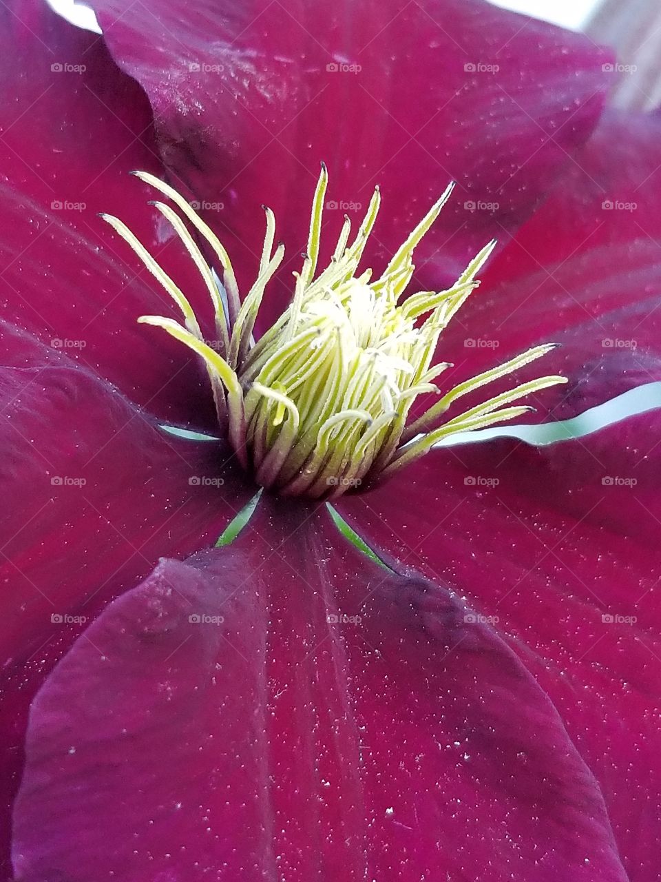 Center of a clematis flower close up