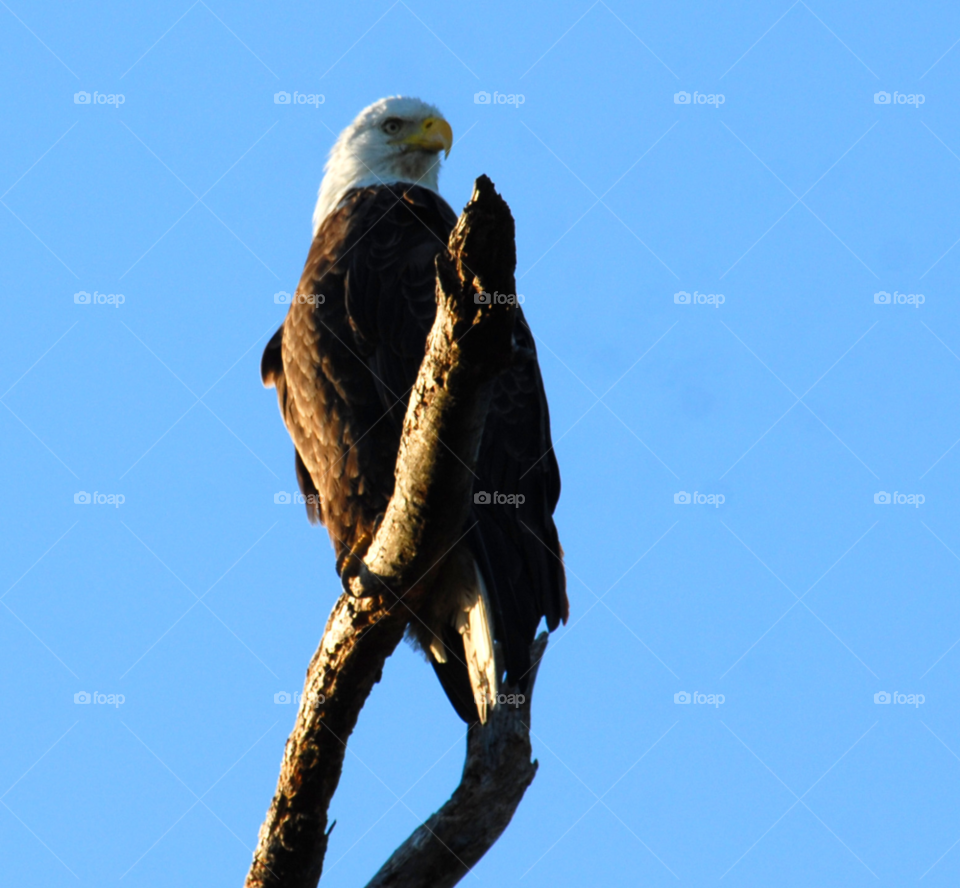 bird eagle bald raptor by lightanddrawing