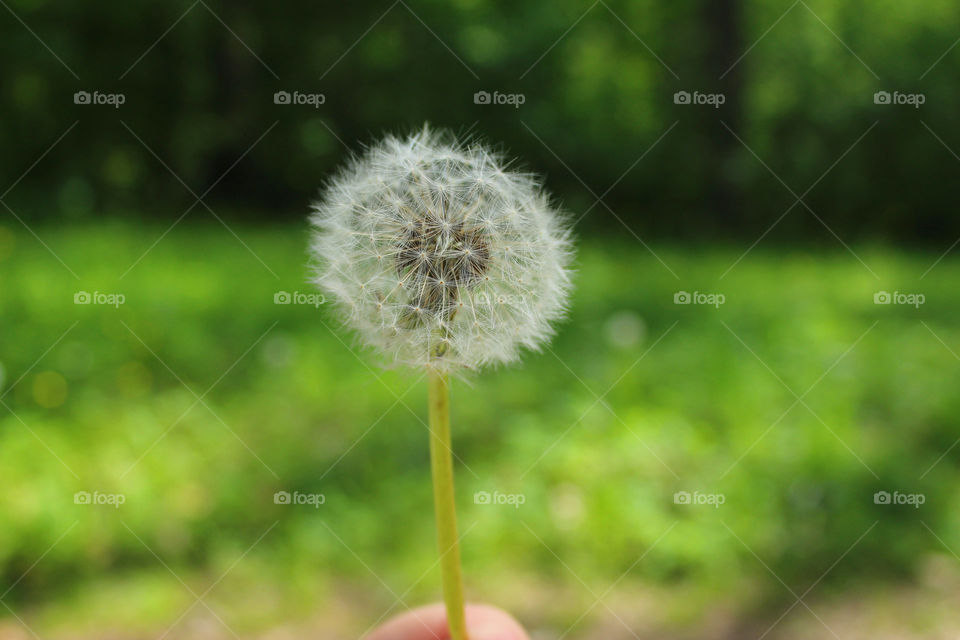 Pusteblume