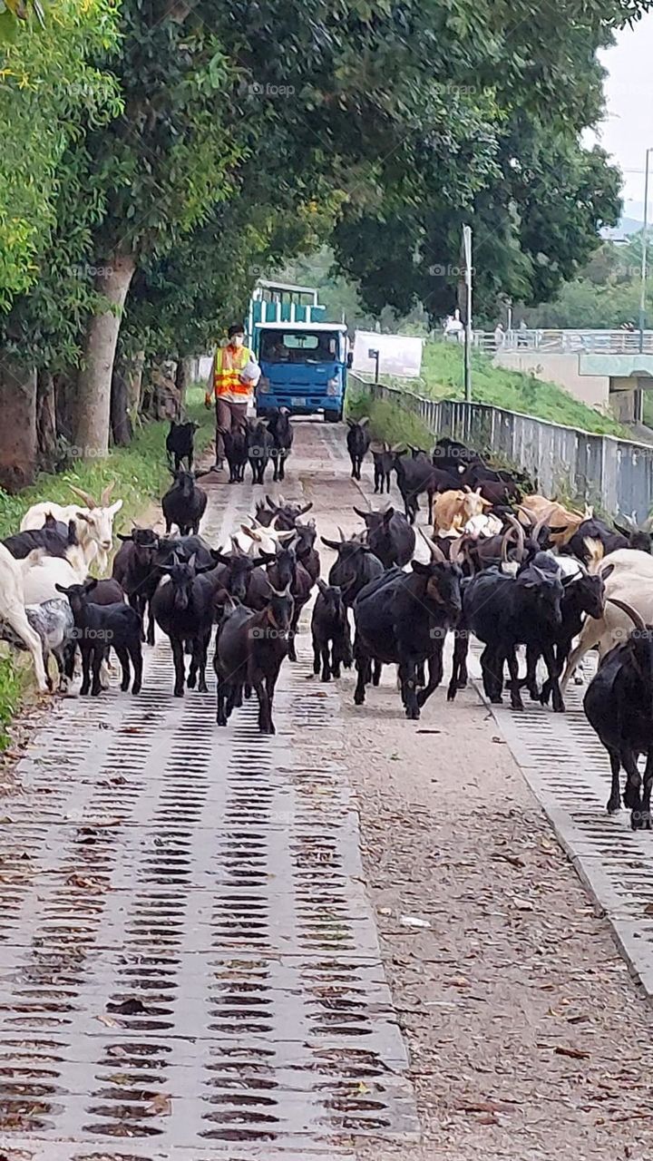 Herd in Hong Kong