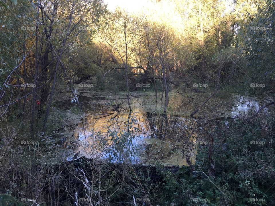 dam built by beavers
