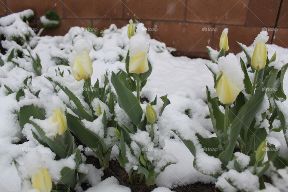 Snow on a garden bed of yellow tulips 