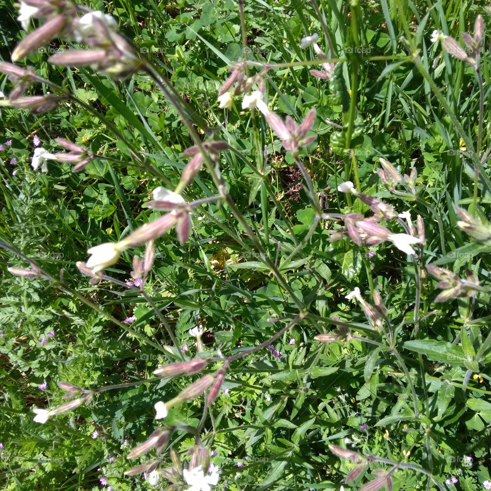Silene Nutans (Nottingham Catchfly)