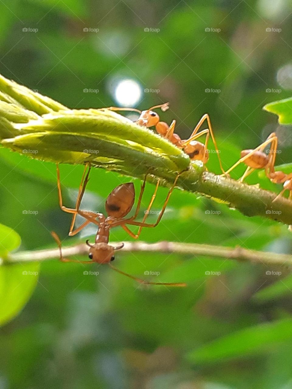 This is the working time of the red ants, but one of them lost attention