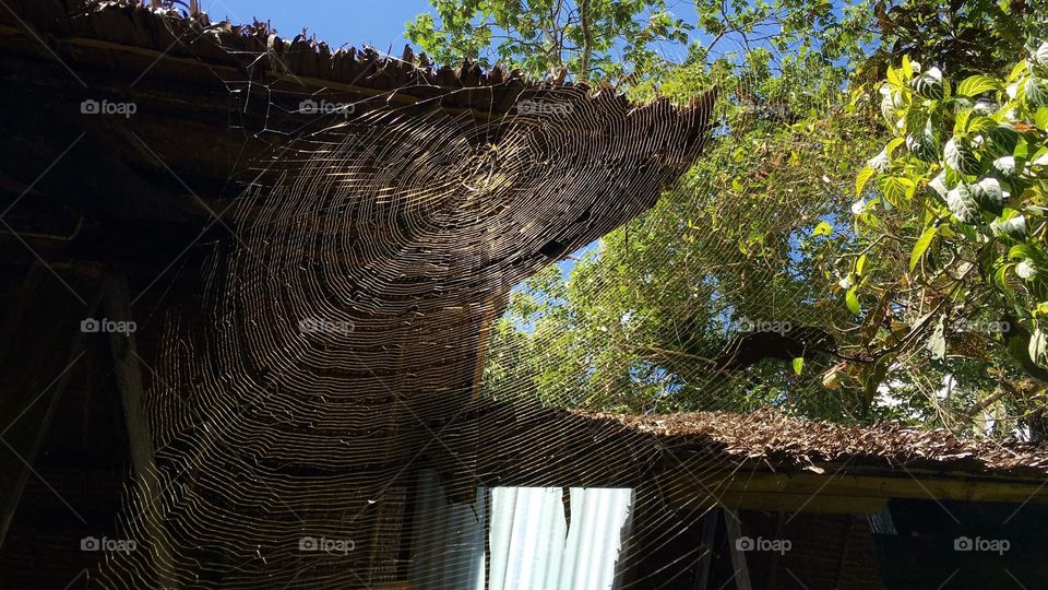 Tree, Wood, No Person, Nature, Travel