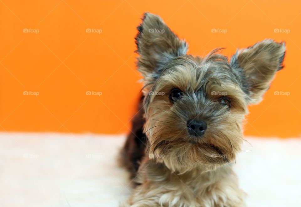 Yorkie Dog