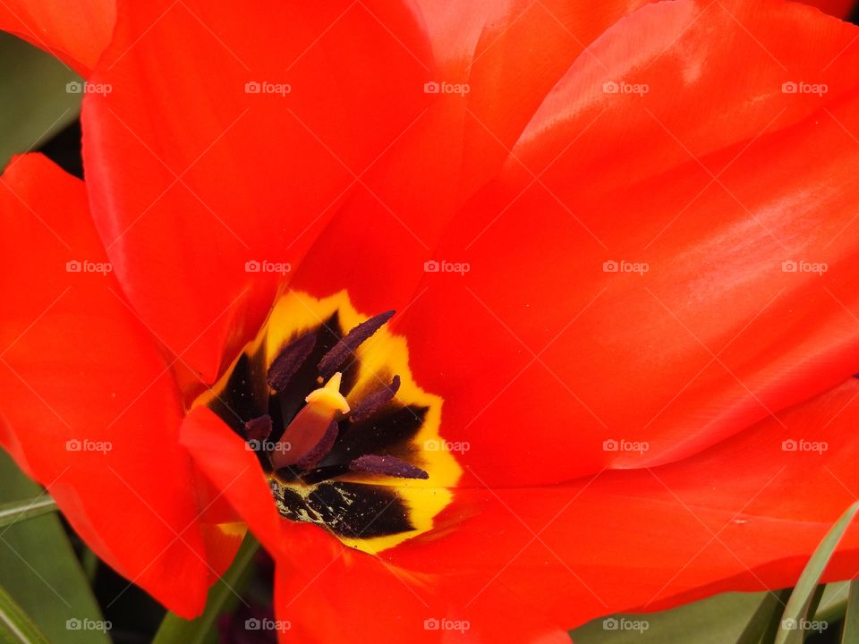 Red tulip