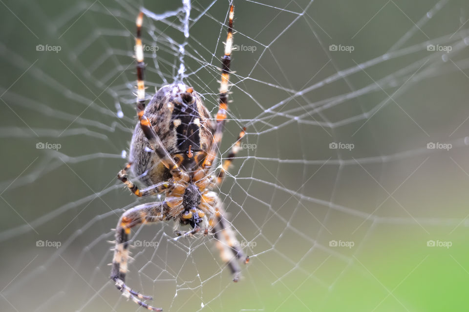 Spider on a web