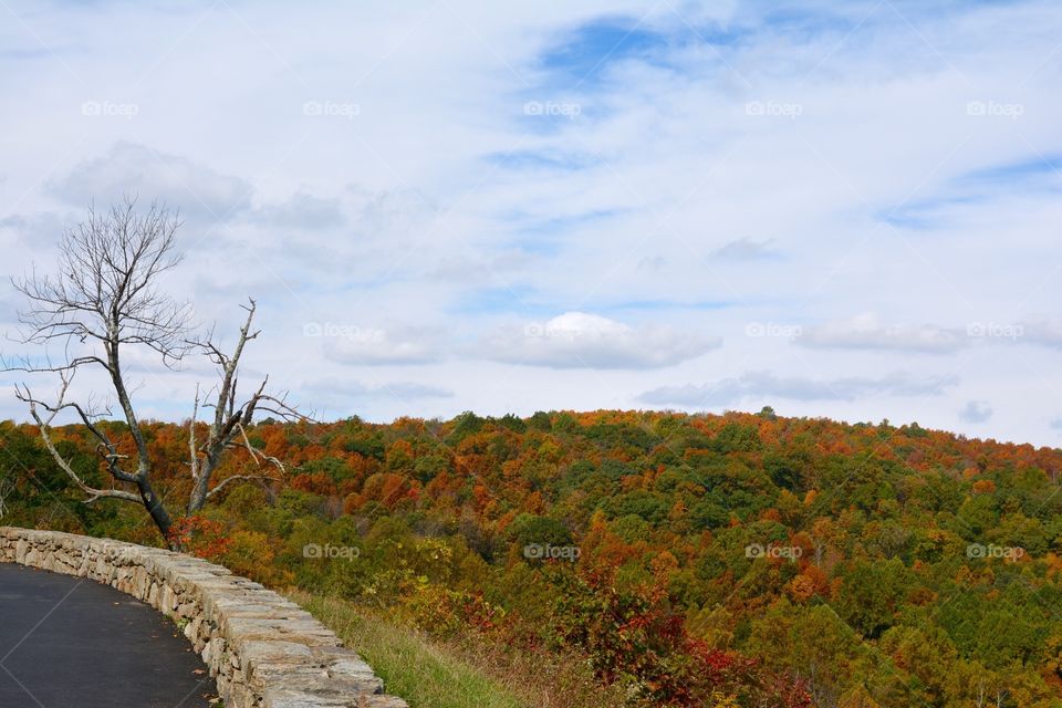 Autumn Color