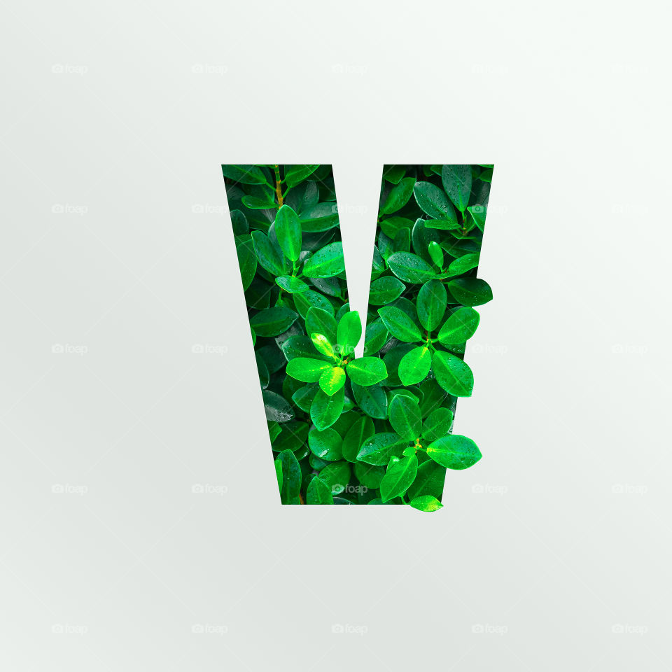Nature concept alphabet of green leaves. Letter V. Green world.