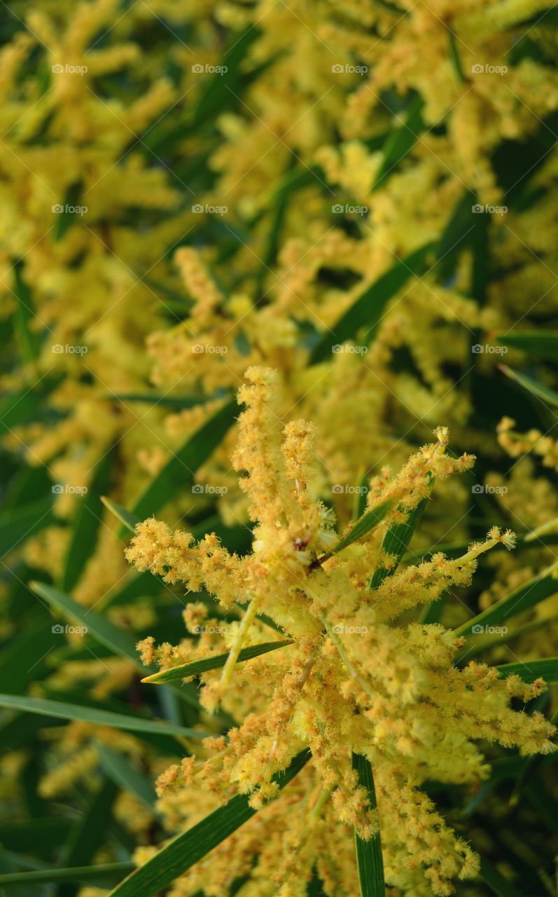 Mimosa flowers. Mimosa flowers in spring