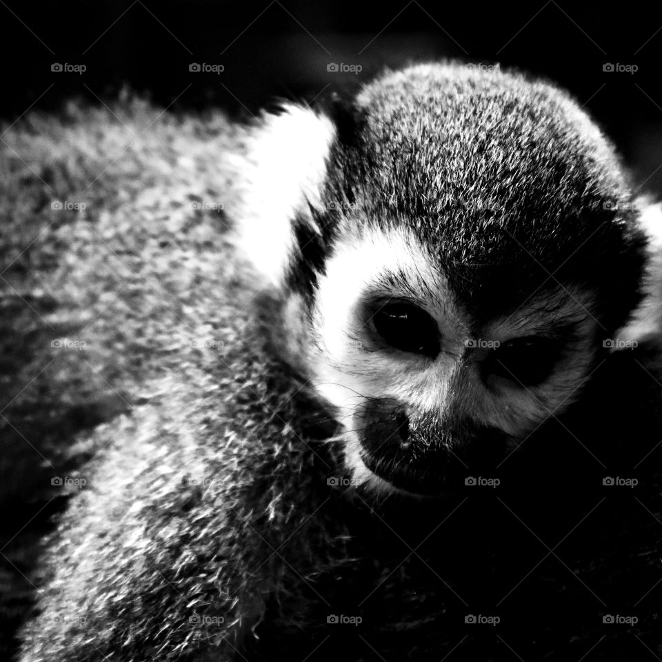 The monkeys are looking sadly on black and white photos.