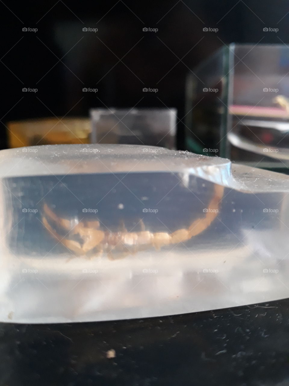 scorpion ice