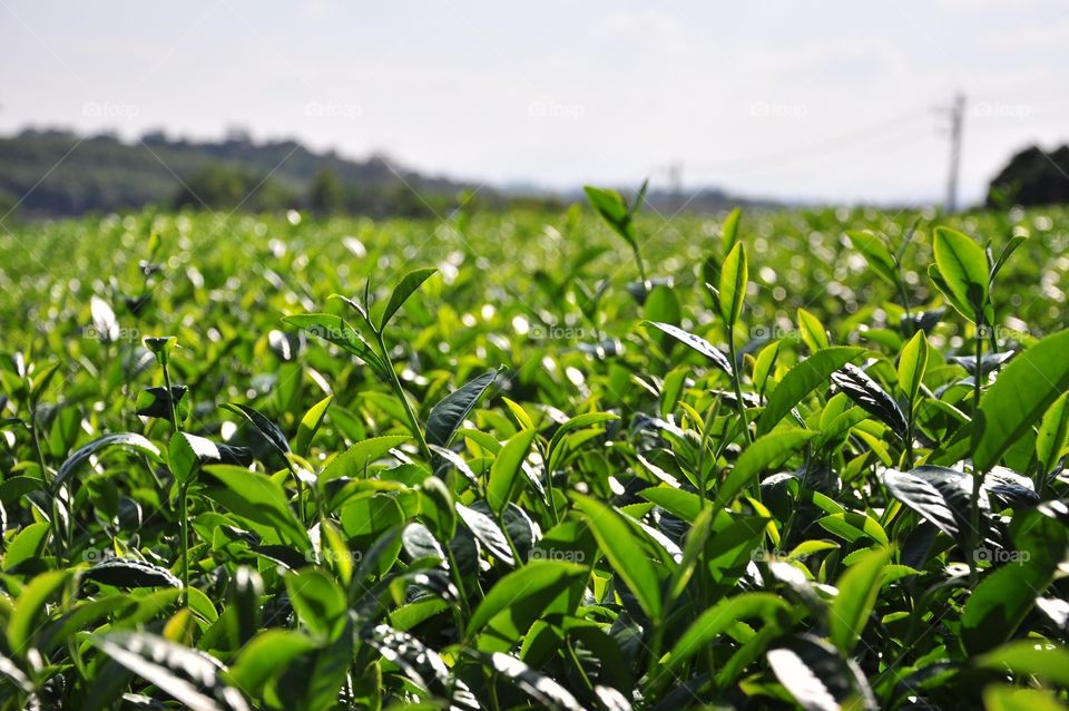 Flora, Field, Leaf, Nature, Farm