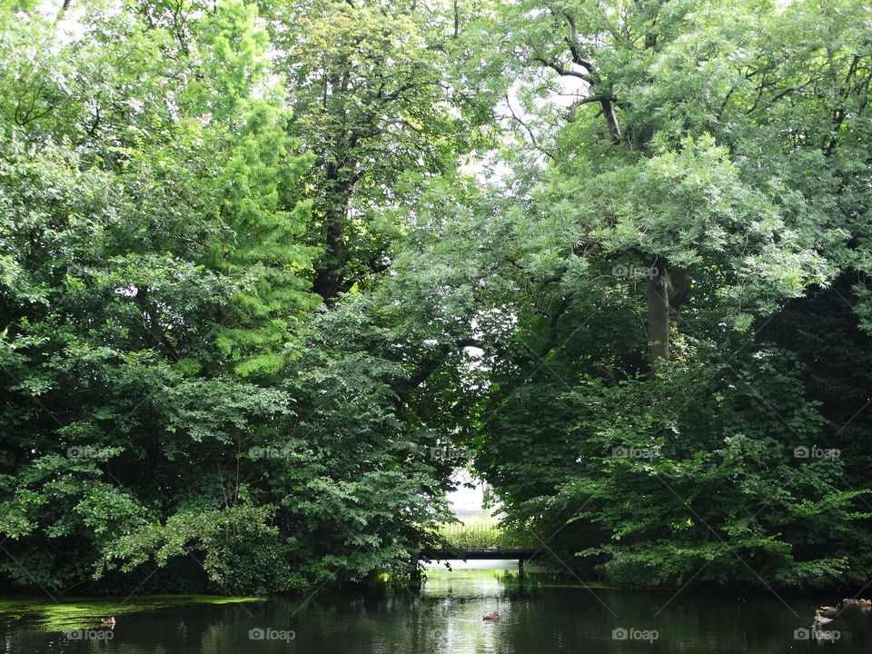 Bridge among the green leaves