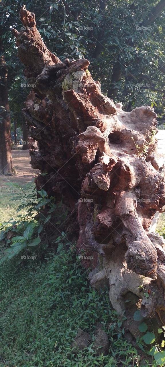 dried tree root