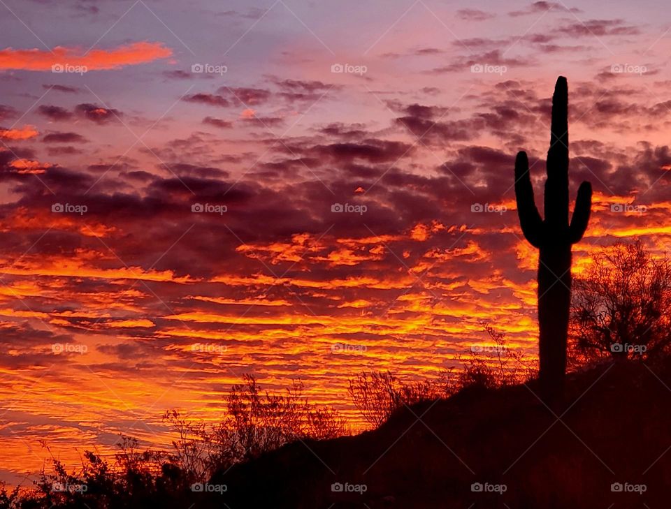 Sunrise in the Sonoran Desert