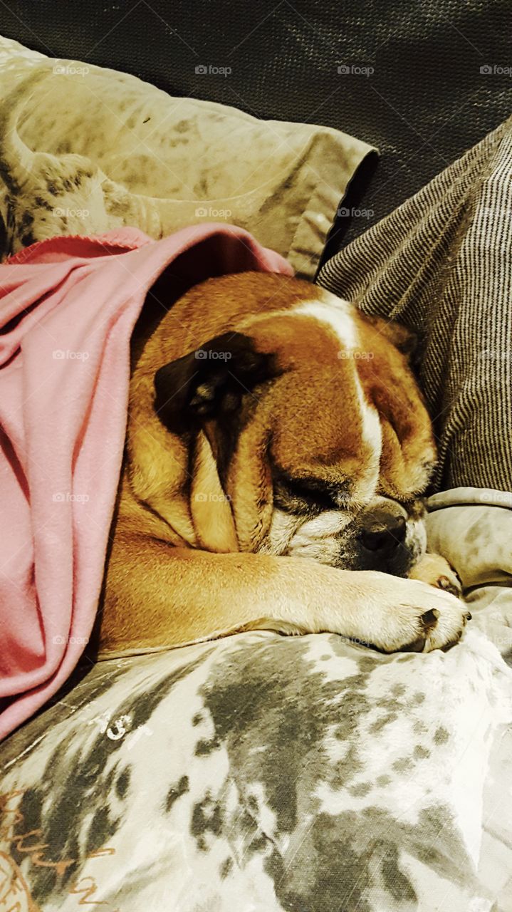 Bulldog sleeping on a couch