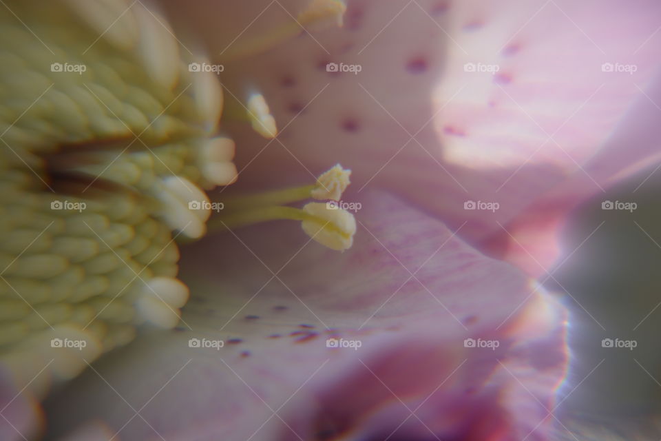 Extreme close-up of flower