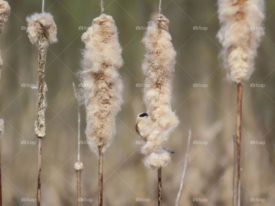 Penduline tit looking for nesting material