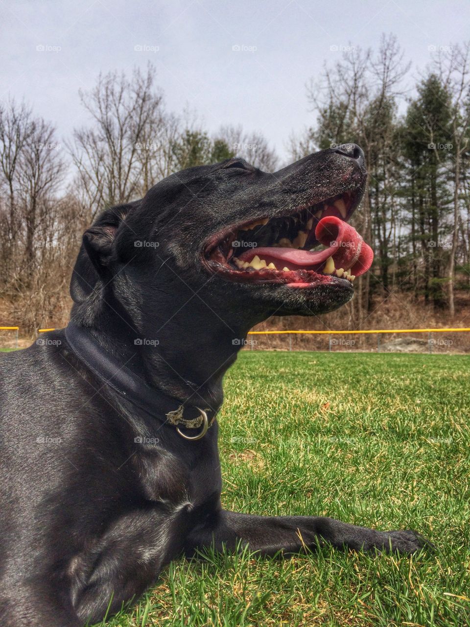 Close-up of a dog lying on grass