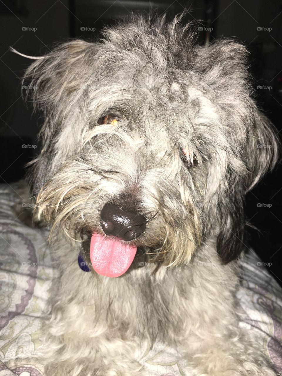 Doggie sitting  Hugo 