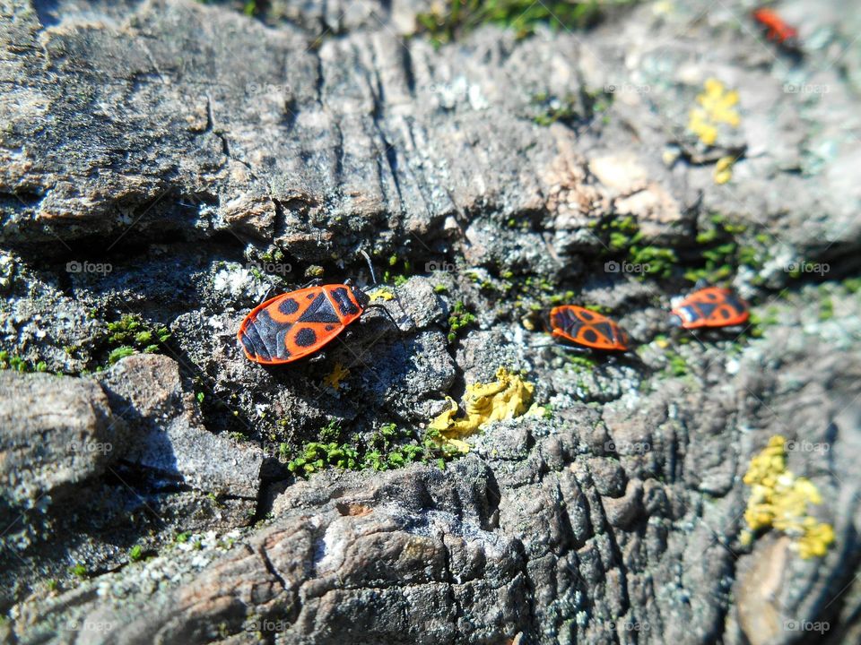 High angle view of bugs on rocks