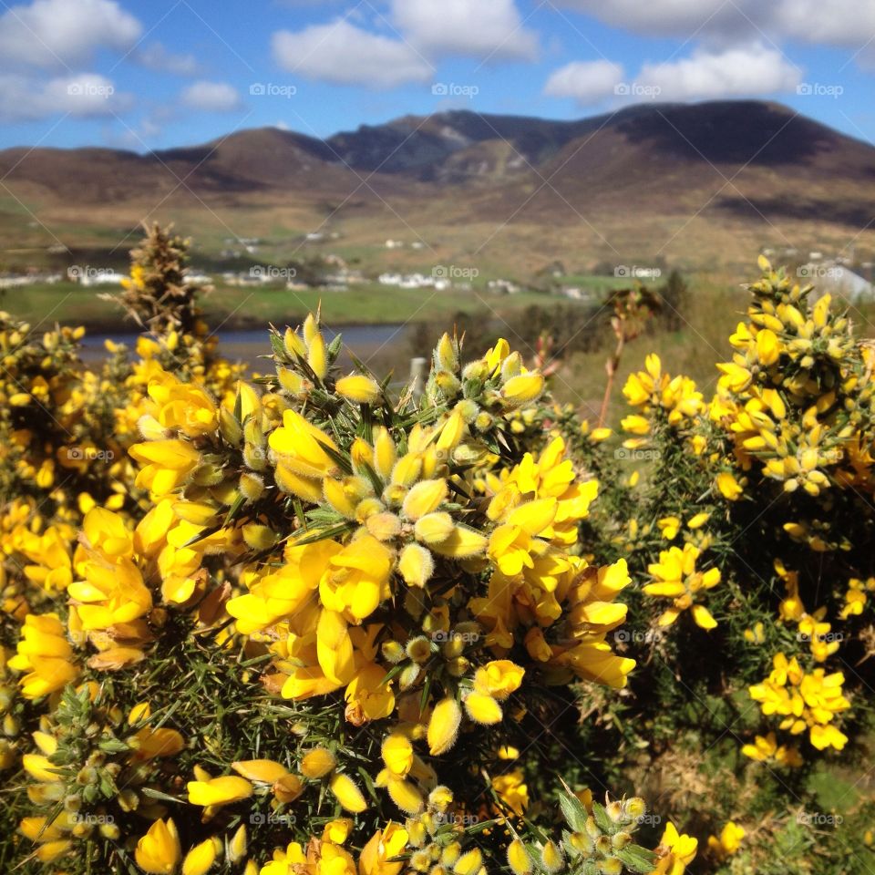 Yellow landscape. Yellow flowers against a mountainous landscape 