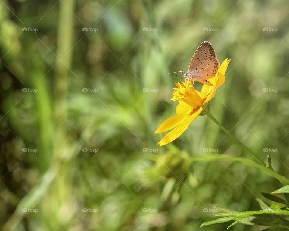 lonely butterfly on top of flower in the morning