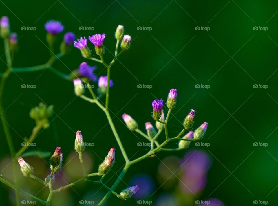 Purple flower buds iron weed