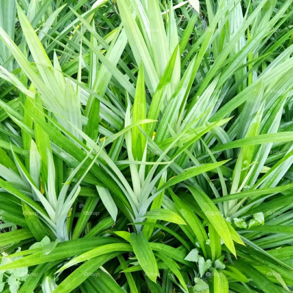 Leaf, Flora, Lush, Grass, Growth