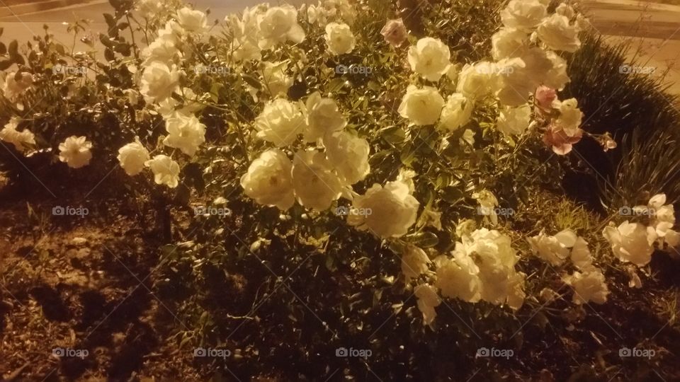 Midnight Flowers Orange County