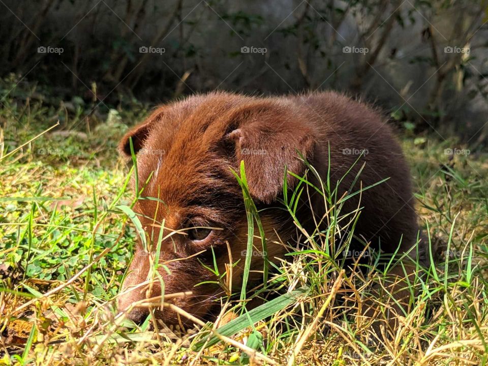 A puppy getting bored and looking at something.