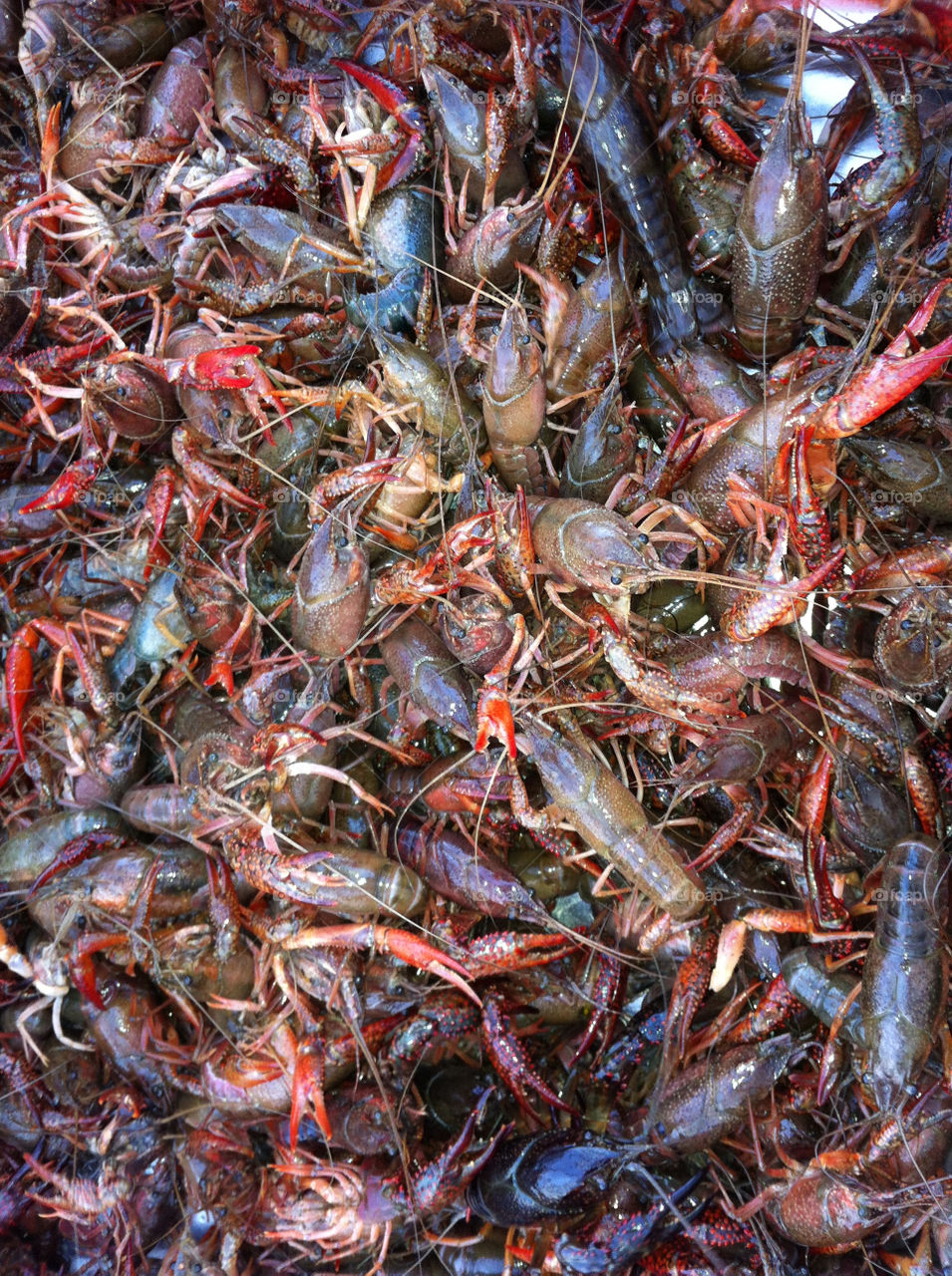 Crawfish boil in Louisiana