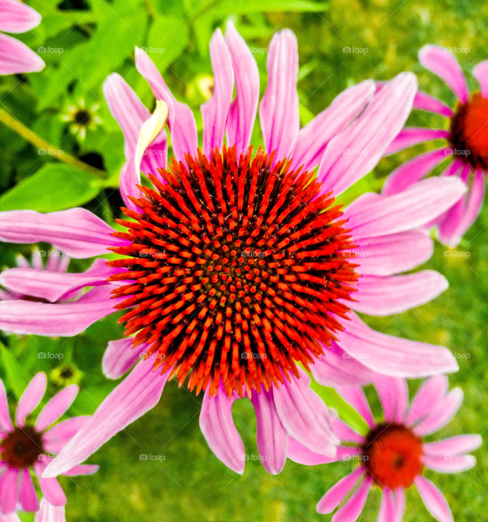 Porpur-Sonnenhut  more commonly known as Purple Coneflower