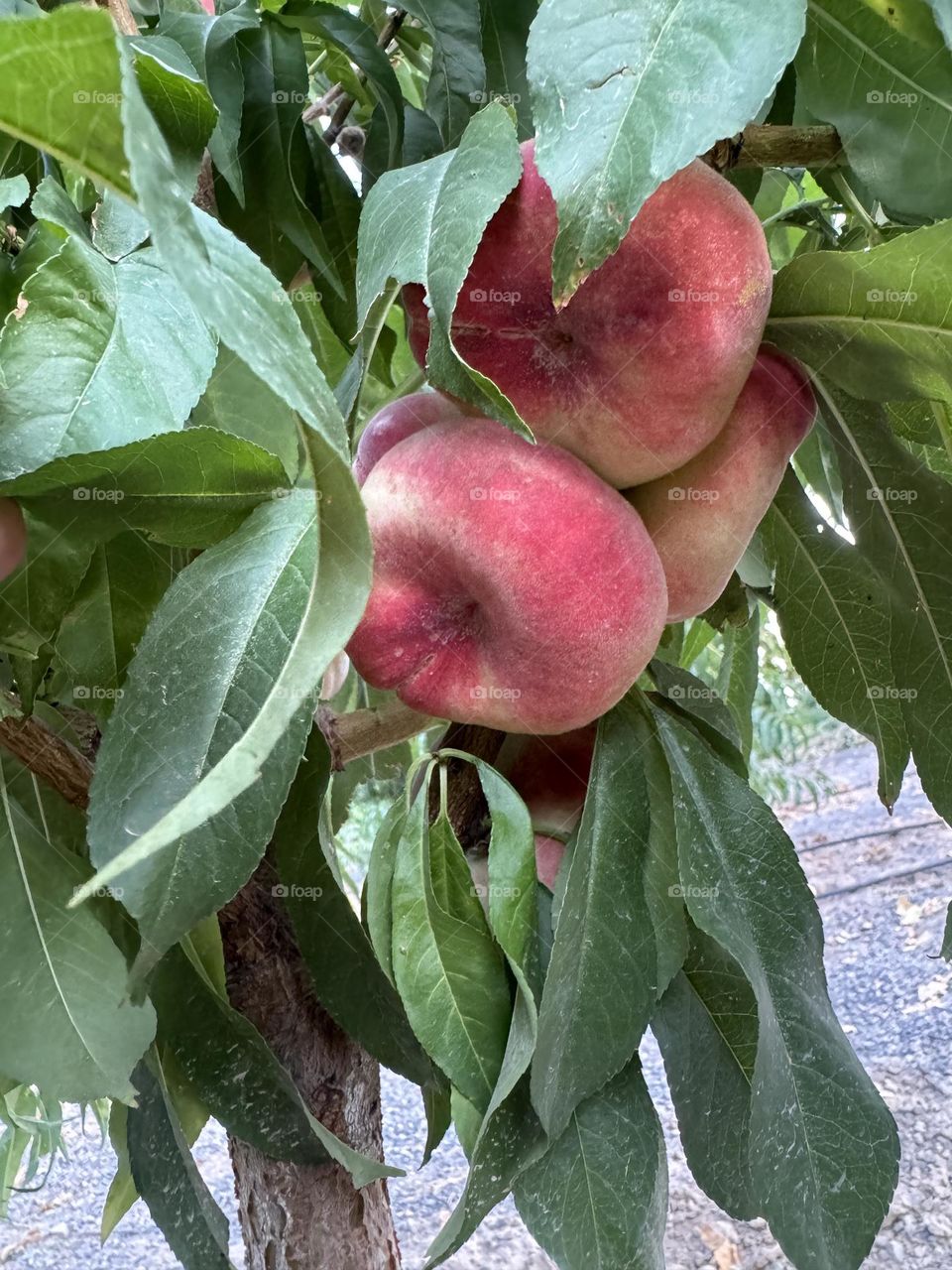 Summer fruits that have both an interesting appearance and a beautiful color