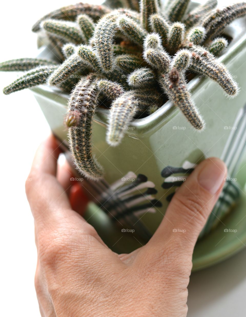 green house plants cactus in the pot in hand