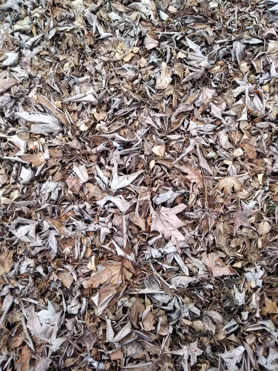 Leaves on the ground